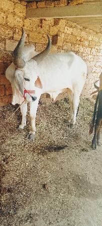 ૬૩૫૫૩૭૨૮૪૩