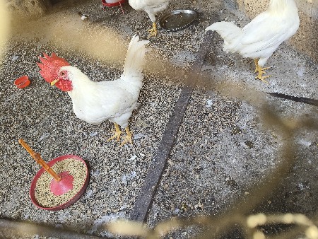 થંબનેલ 2