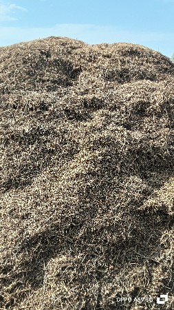 mandvi no bhuko vesvano che