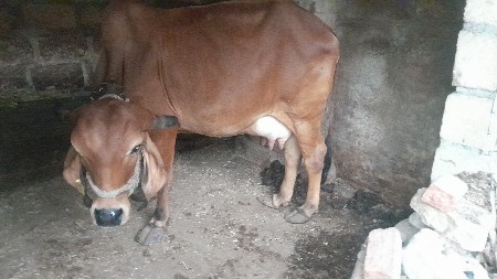 ગાય વેચવાની છે.