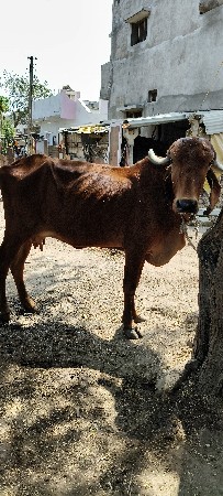 સાટા કરવા ના છે ઘોડી ઘોડો હાલે