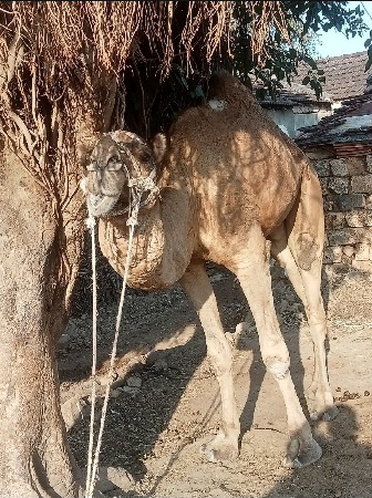 થંબનેલ 3