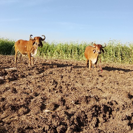 બળદ વેચવાના છે