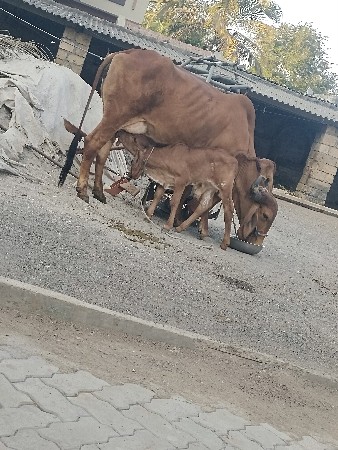ગાય વેચવા ની છે