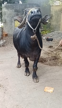 વેતર માં 3