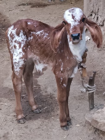 थंबनेल 3