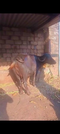 આ ભેંસ વેચવાની છે