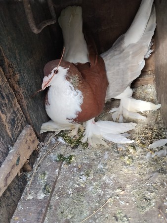 કબૂતર વેચવા ના છે