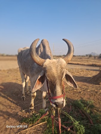 थंबनेल 2