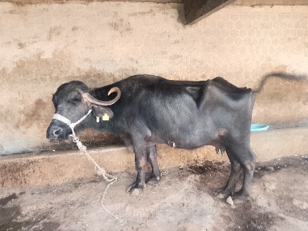 થંબનેલ 3