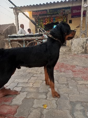 રોટવેલર મેલ વેસવા નો સે