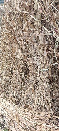 ચાર વેચવાની છે