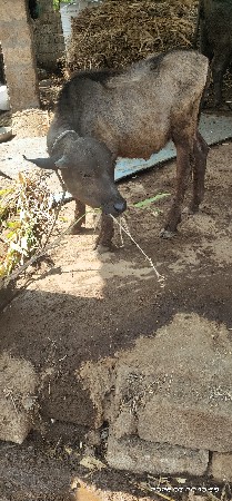 પાડી વેચવાની છે