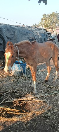 થંબનેલ 2