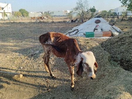 થંબનેલ 2