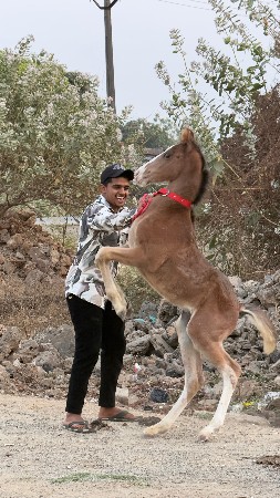 થંબનેલ 2