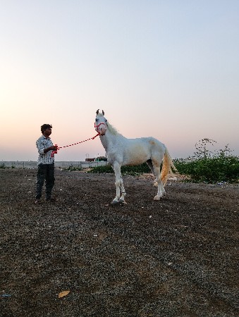 godi4-5વરસની