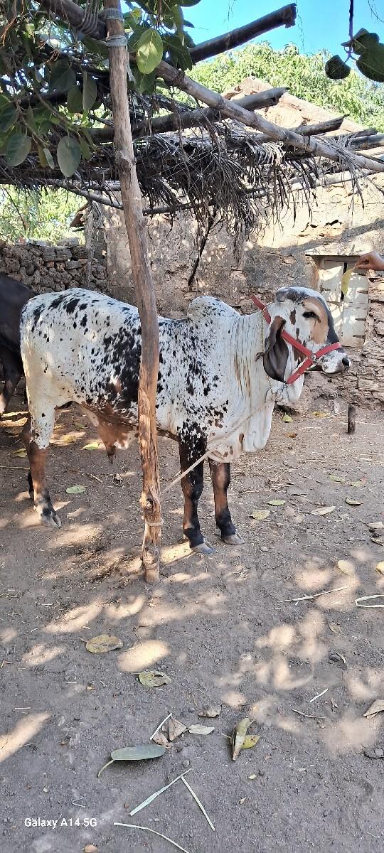 ખુંટ વેચવાનો છે.