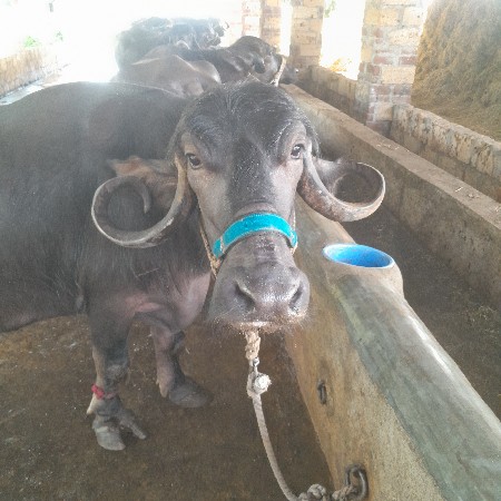 ભેસ વેસવાની છે 9898664193