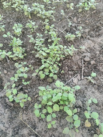 રીંગણી નો રોપ વેચવા નો છે