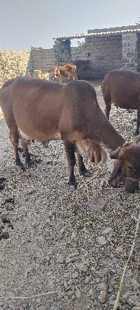 थंबनेल 3