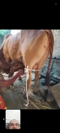 gay pchr desi soji javb dari vari