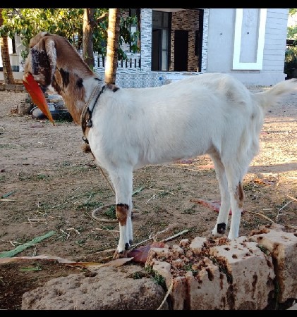 બકરી વેચવાની છે
