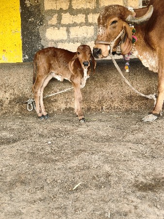 थंबनेल 3