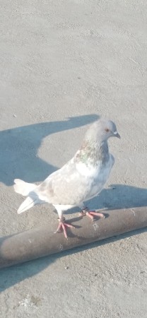 લેવો હોય તે જ ફોન કરો