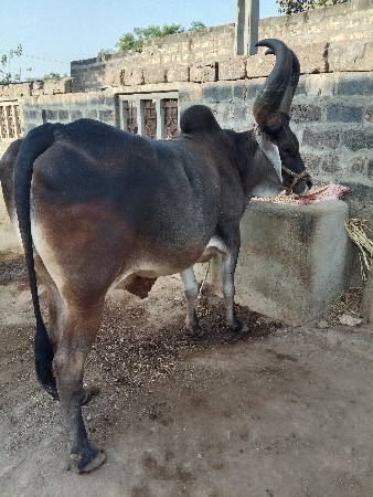 થંબનેલ 2