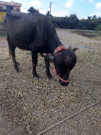 3 વેચવાના છે
2 ખડેલી છે અને 1 પાડો