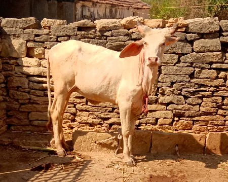 थंबनेल 5