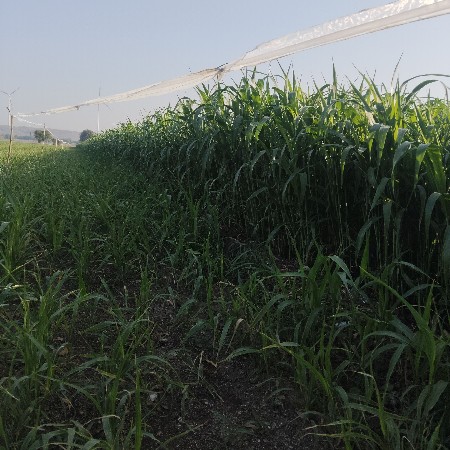 LILi juvar vecavani se