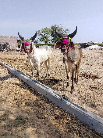 આ ગોટલા વેચવાના છે સારી કિંમત આવે ત