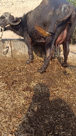 थंबनेल 3