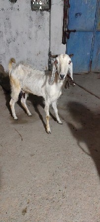 થંબનેલ 2