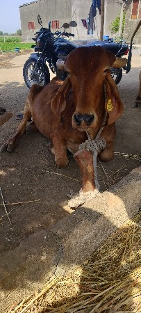 थंबनेल 3