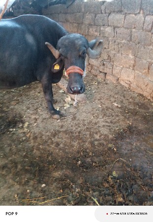 थंबनेल 3