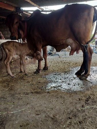 ગિર ગાય દેવાનિછે