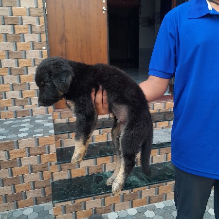 જર્મન સેફર મેલ વેચવાનો છે