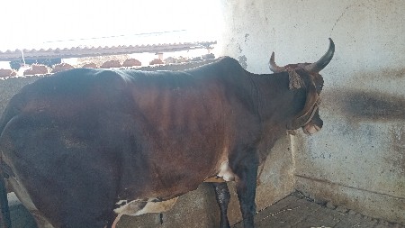 હોડકી વેચવા ની છે