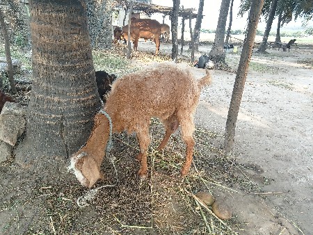 થંબનેલ 3