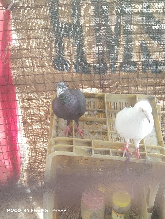 વેચવાના છે