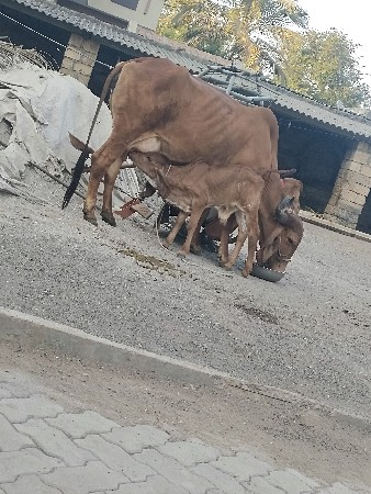 थंबनेल 2