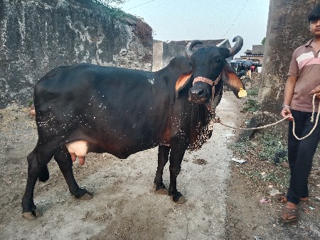 ગાય વેચવાની છે