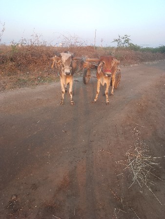 ગોઢલા વેચવાના છે