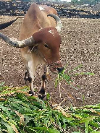 थंबनेल 2