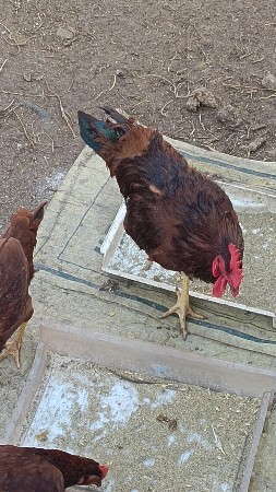 વેચવાના છે