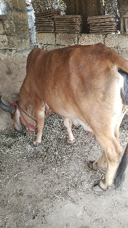 थंबनेल 3