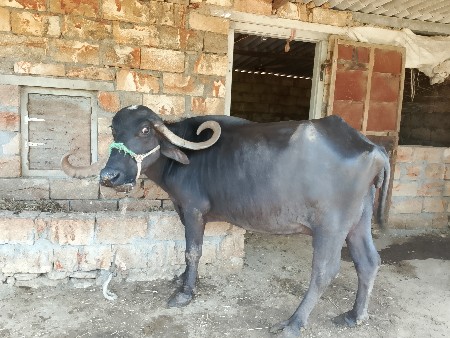 ભેંસ વેચવાની છે